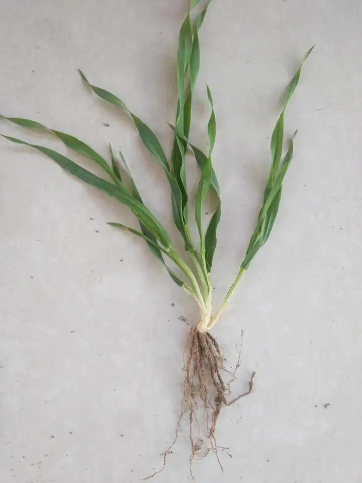 Продаю Ячмень Сорт Атлин Канадский В Меркенском районе, фотография 11