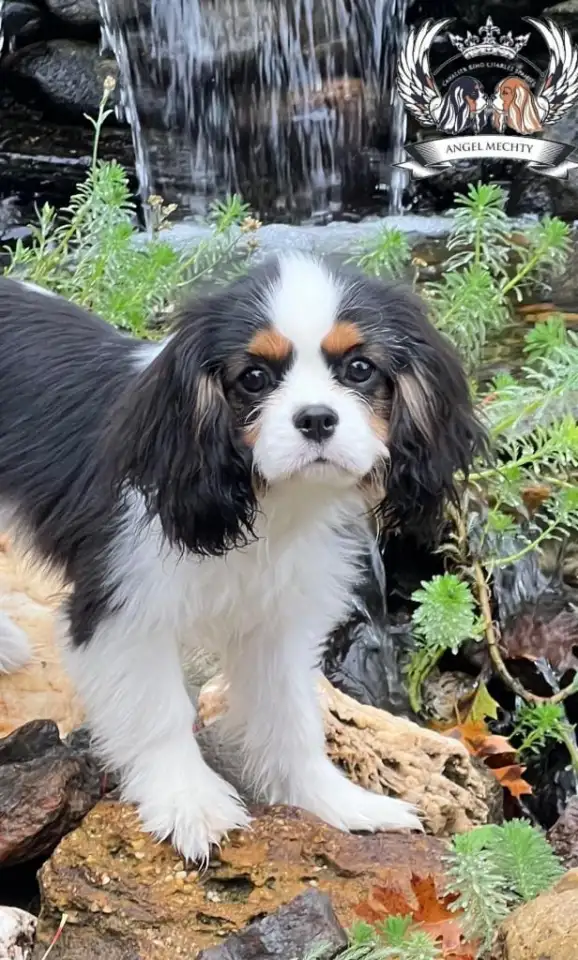 Профессиональный питомник ANGEL MECHTY., фотография 9