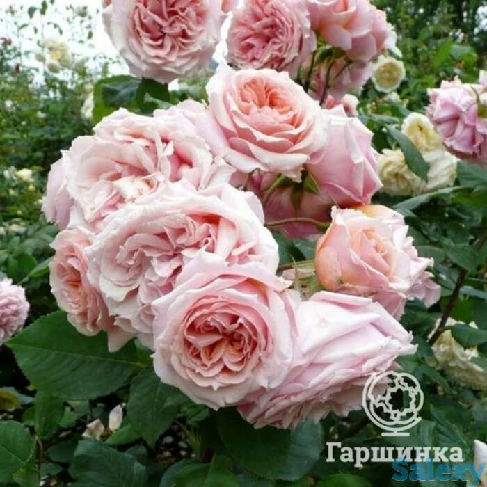 Роза поль бокуз, гийо, фотография 1