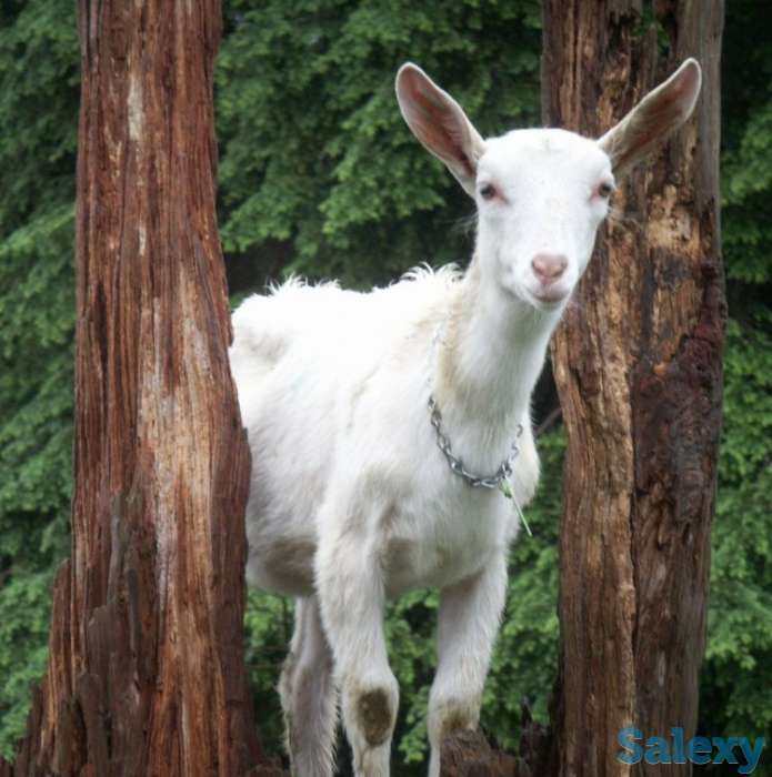 Племенные козы Альпийской породы (скот из Европы класса Элита и Элита Рекорд), фотография 6