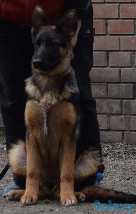 Щенки немецкой овчарк, фотография 3