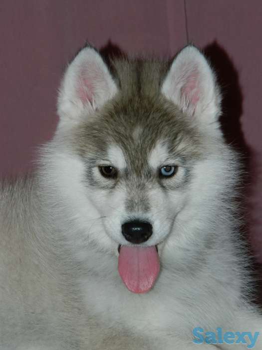 Породные щенки хаски, фотография 6