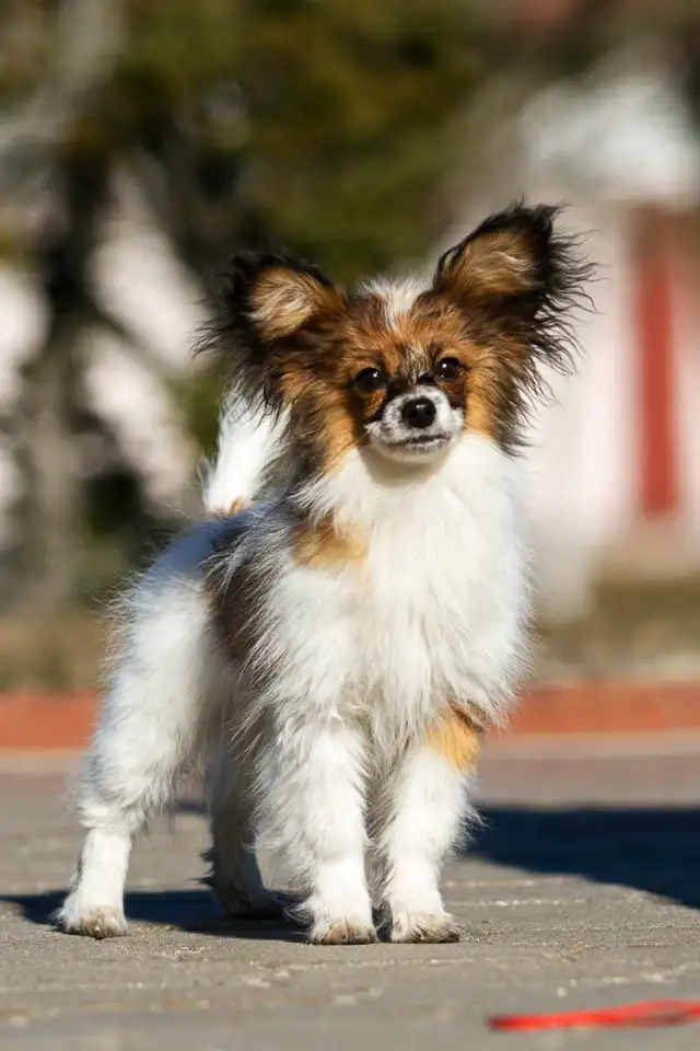 Щенок папийона, фотография 1