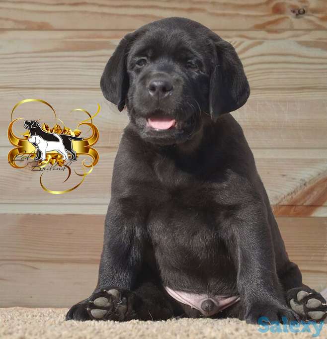 Щенки лабрадора,питомник,документы., фотография 1