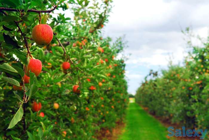 Требуются сезонные рабочие на сбор урожая яблок, фотография 1