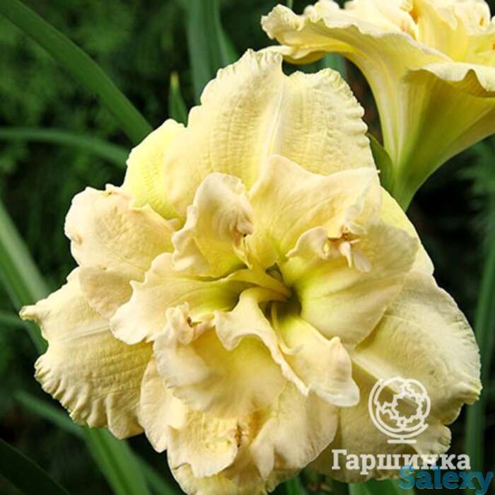 Лилейник боул оф крим, фотография 1