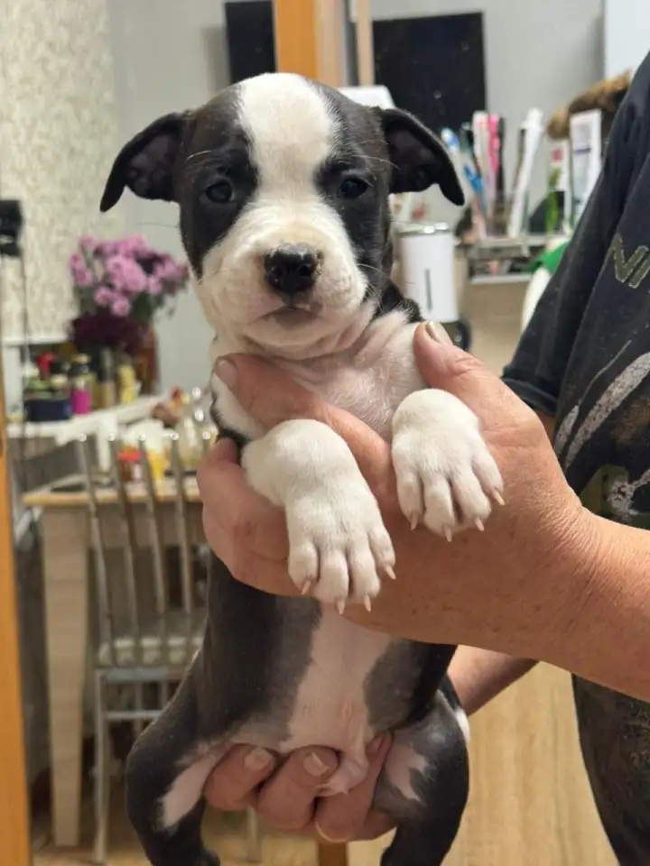 Щенки американского стаффордширского терьера, фотография 6