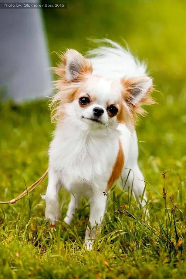 Возьму куплю чихуахуа, фотография 3