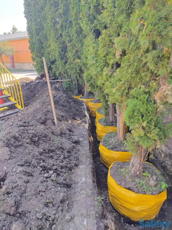 Ландшафтные работы. Озеленение., фотография 8