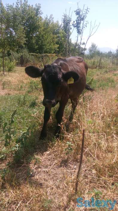 Продам телят, фотография 3