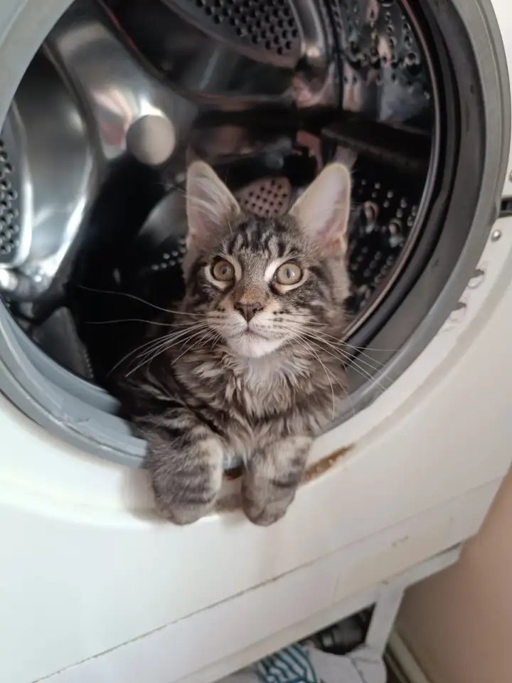 Продаю котенка породы мейн-кун, фотография 4