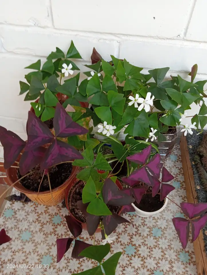 Оксалис, Кислица, фотография 1