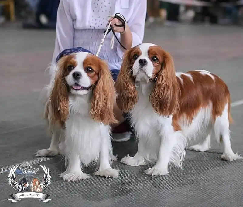 Профессиональный питомник ANGEL MECHTY., фотография 7