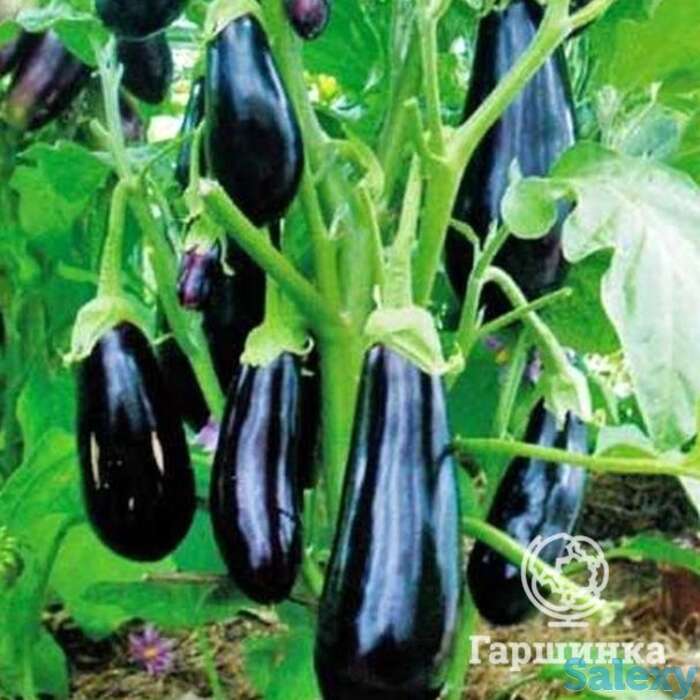 Семена Баклажан Алмаз, фотография 1