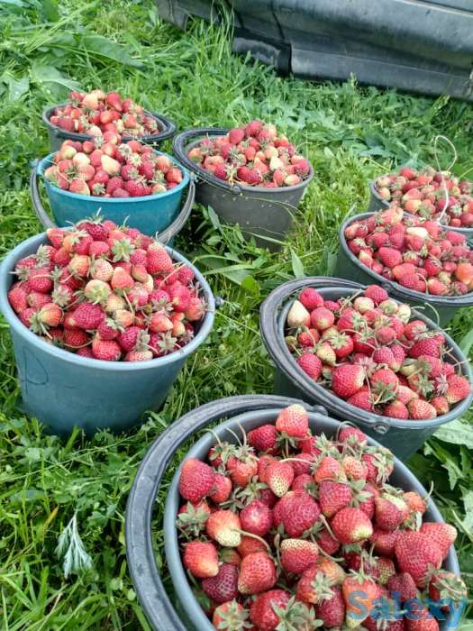 Свежая клубника оптом, фотография 2
