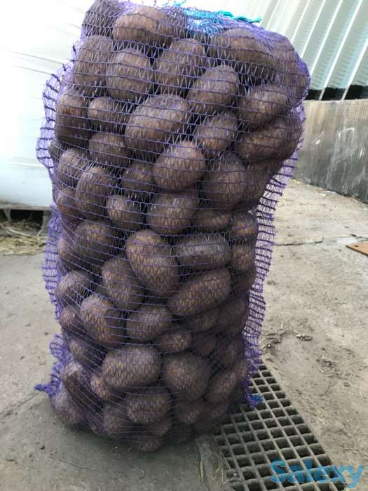 Продаю картошку, фотография 2