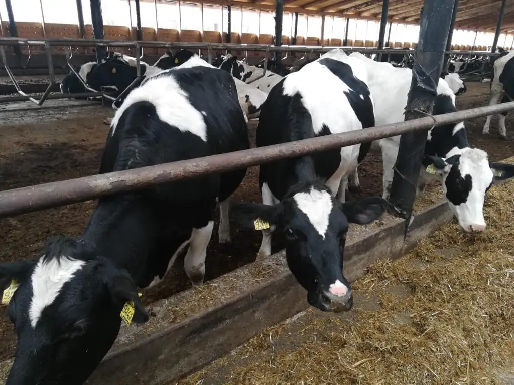 Телки Нетели племенные чистопородные, фотография 1