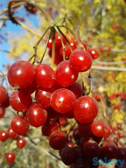 По светлана, фотография 1