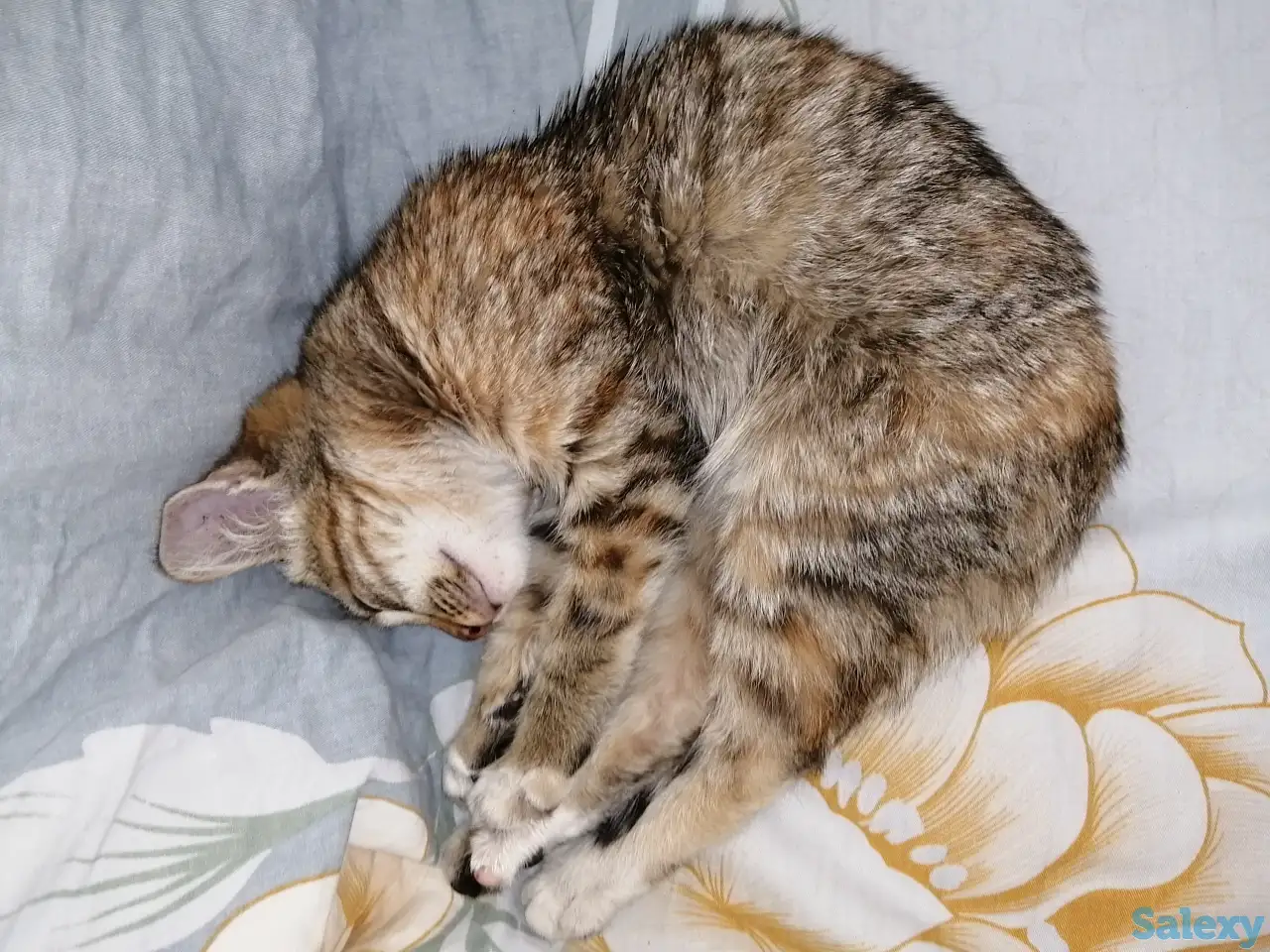 Отдам котёнка, фотография 4