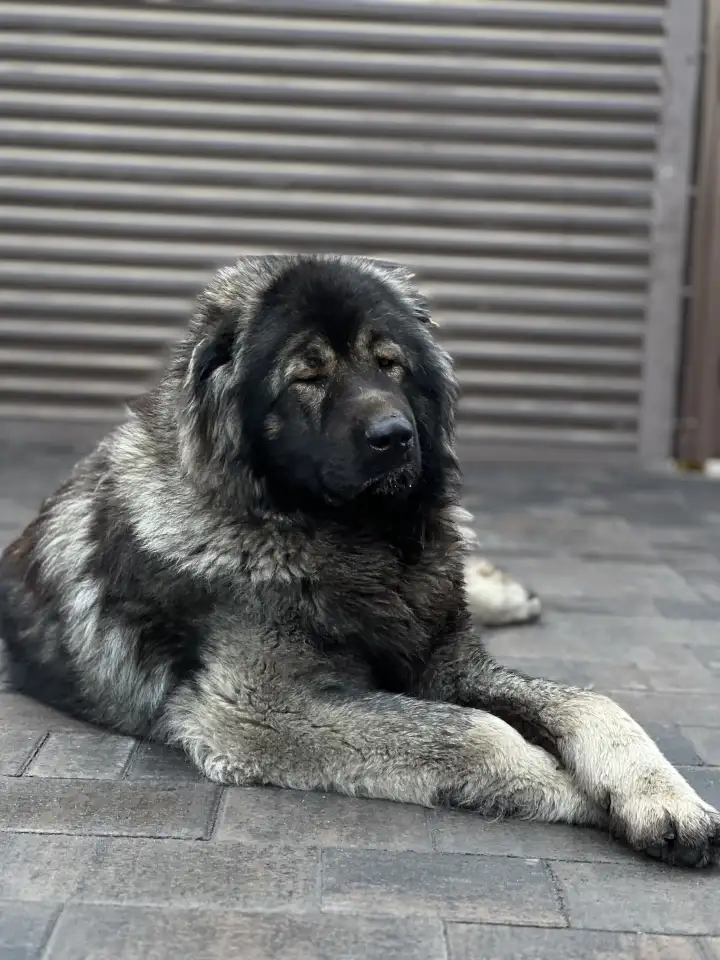 Щенки Кавказкой овчарки, фотография 4