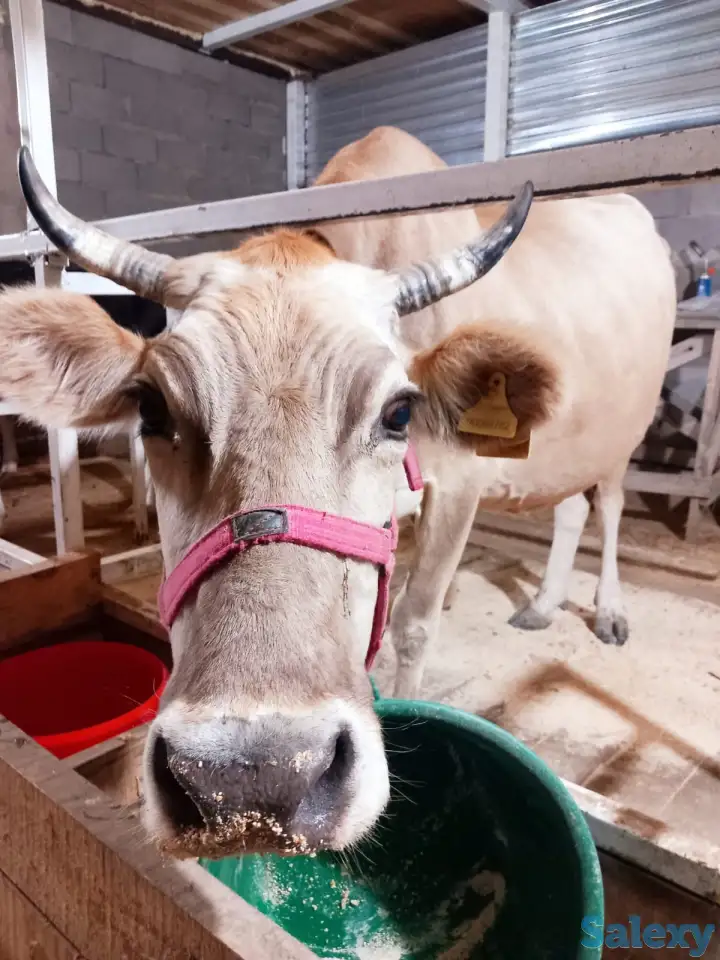 корова нестельная, фотография 7