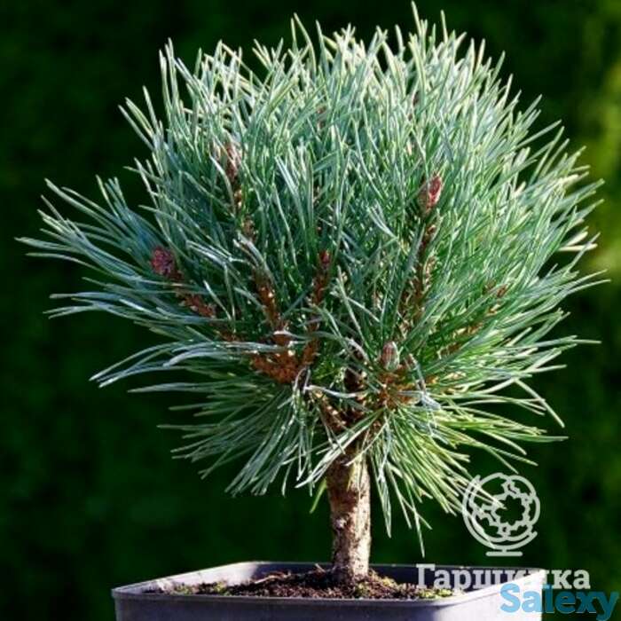 Сосна обыкновенная чантри блю на штамбе 60 см, фотография 1