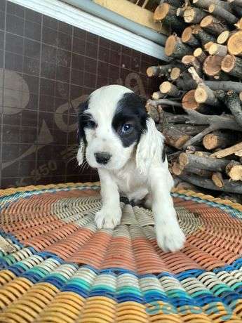 Русский спаниель щенок, фотография 1