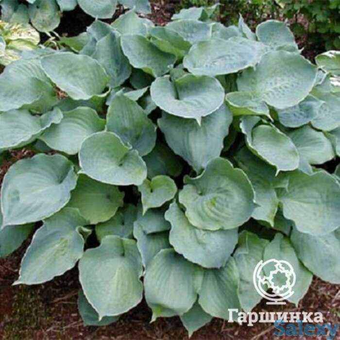 Хоста Мунлайт Соната (ML), фотография 1