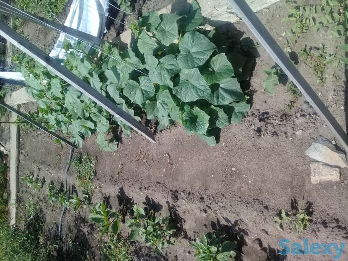 Продам дачу, Меновное, фотография 2