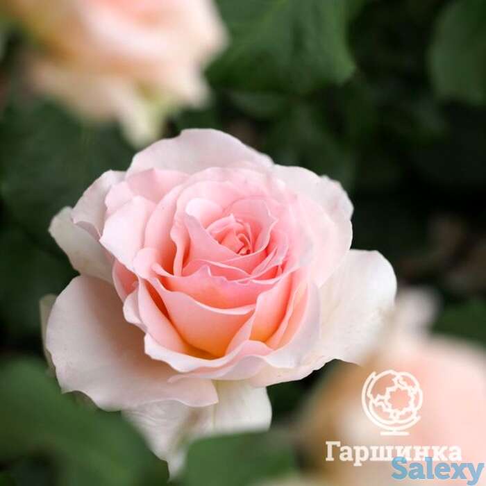 Роза Иоганн Штраус чайно-гибридная, фотография 1