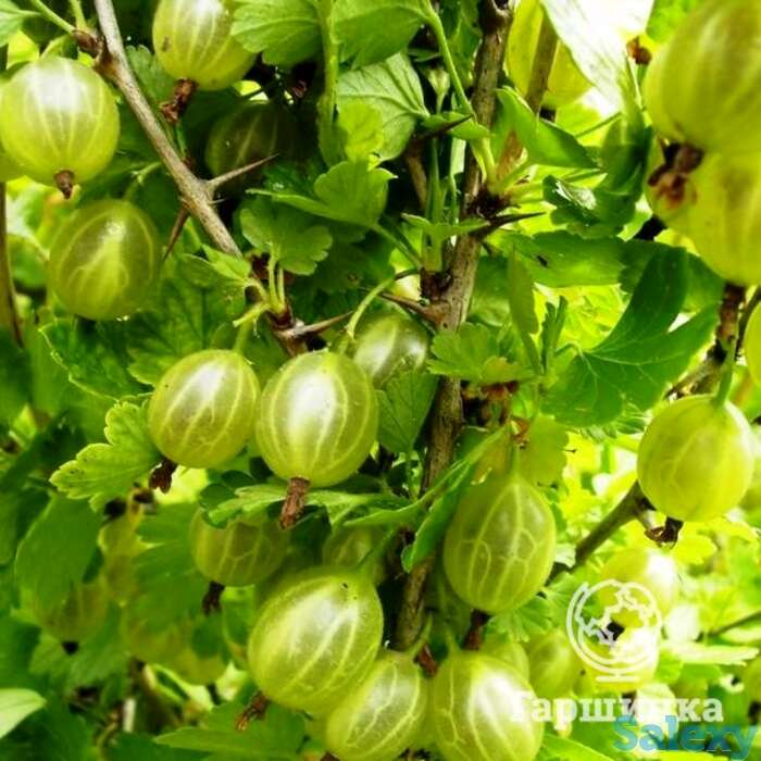 Крыжовник Балтийский, фотография 1