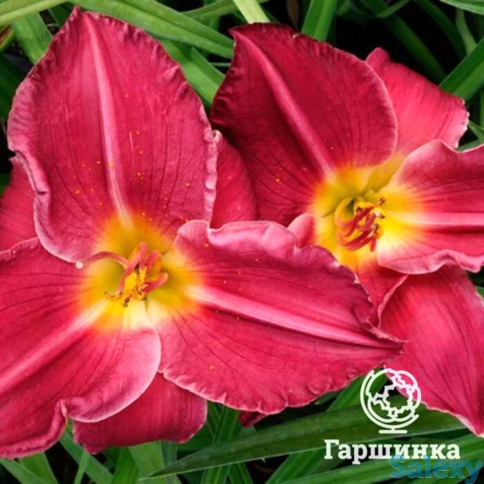 Лилейник Чарльз Джонстон, фотография 1