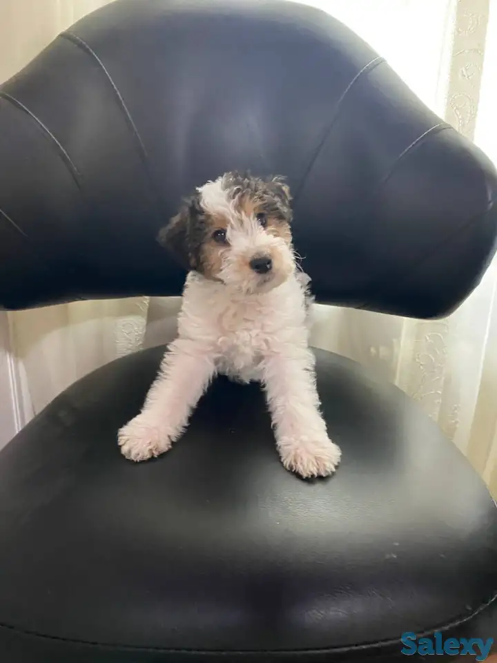 Предлагаются к продаже очаровательные щенки фокстерьера!!, фотография 11