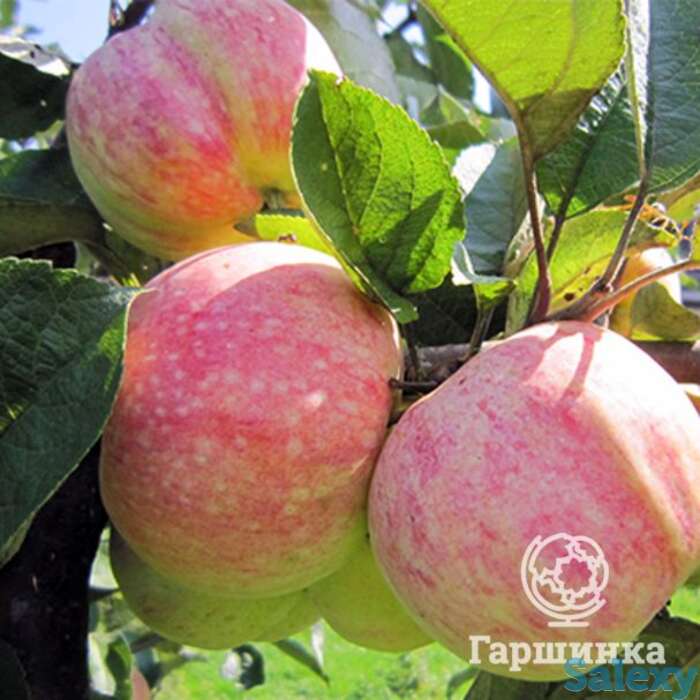 Яблоня конфетное, фотография 1