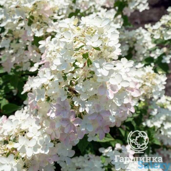 Гортензия тач оф пинк, фотография 1