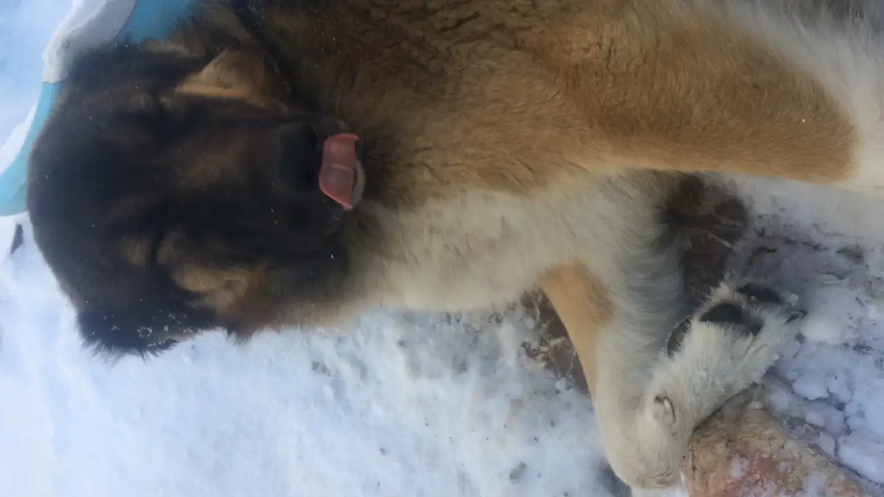 Продаю щенки Кавказской овчарки , 7 месяцев., фотография 2