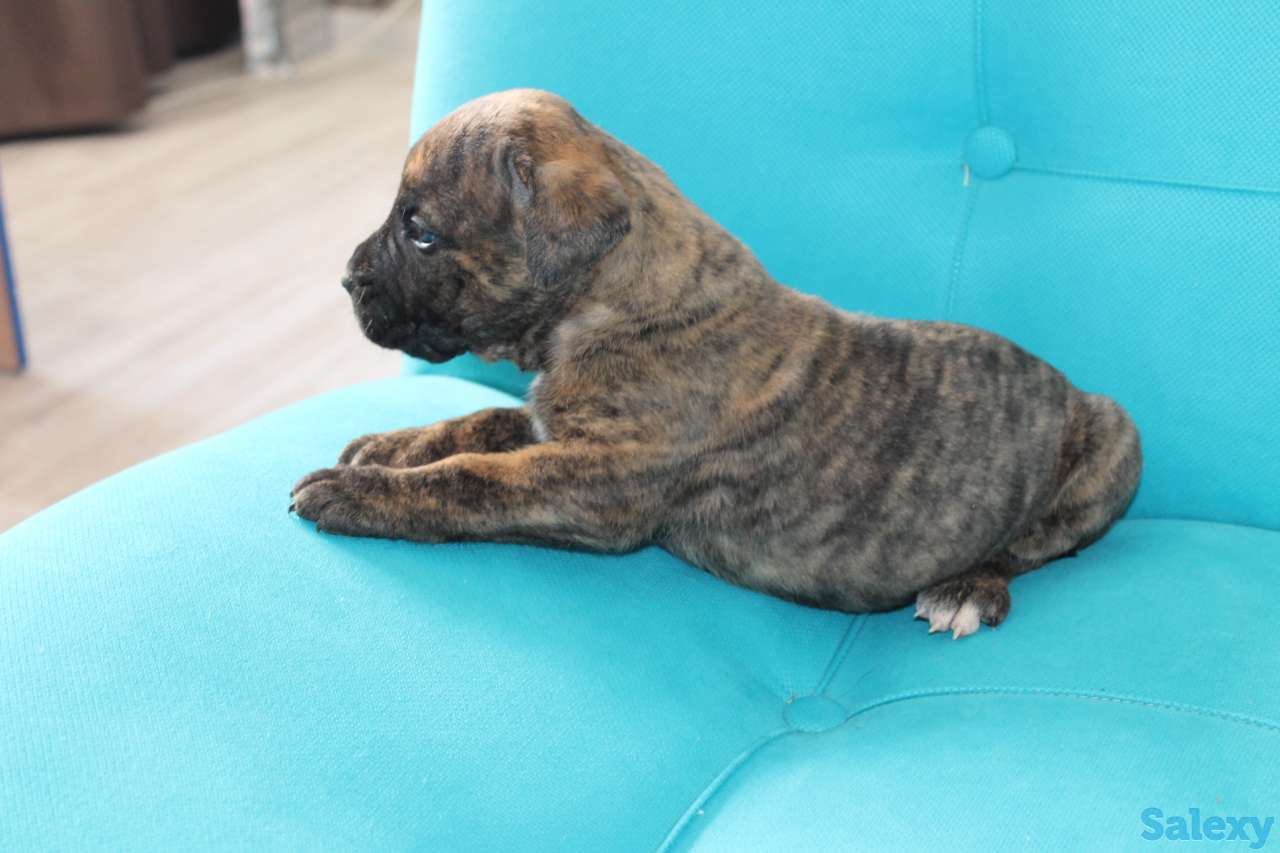 Продам щенков Канарского дога, фотография 4