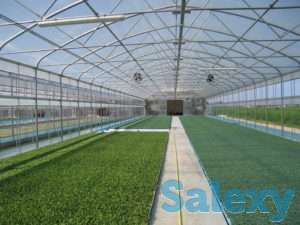 Теплица промышленная/фермерская Atlantic, фотография 2