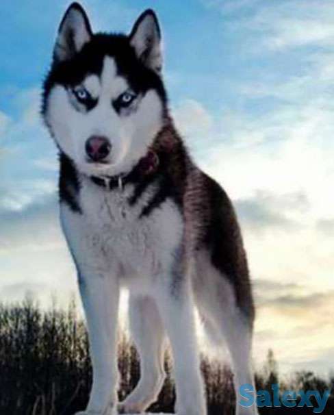 Хаски Продам или Обмен, фотография 1