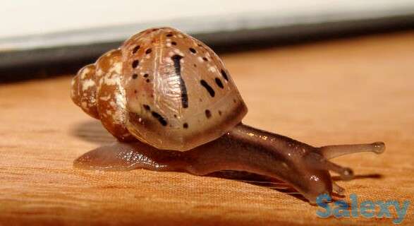 Маленькие ахатины, фотография 1