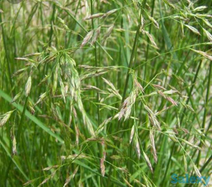 Семена Ежа сборная РСТ, Россия, фотография 1