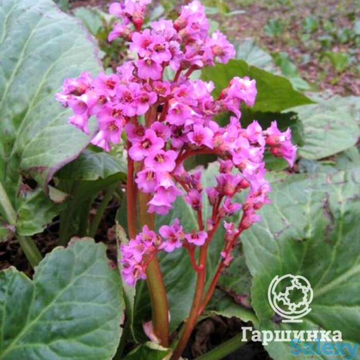 Бадан сердцелистный, фотография 1