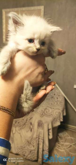 Котята, фотография 3