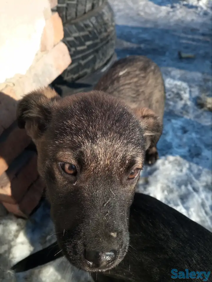 Помоги найти приют для щенят, фотография 7