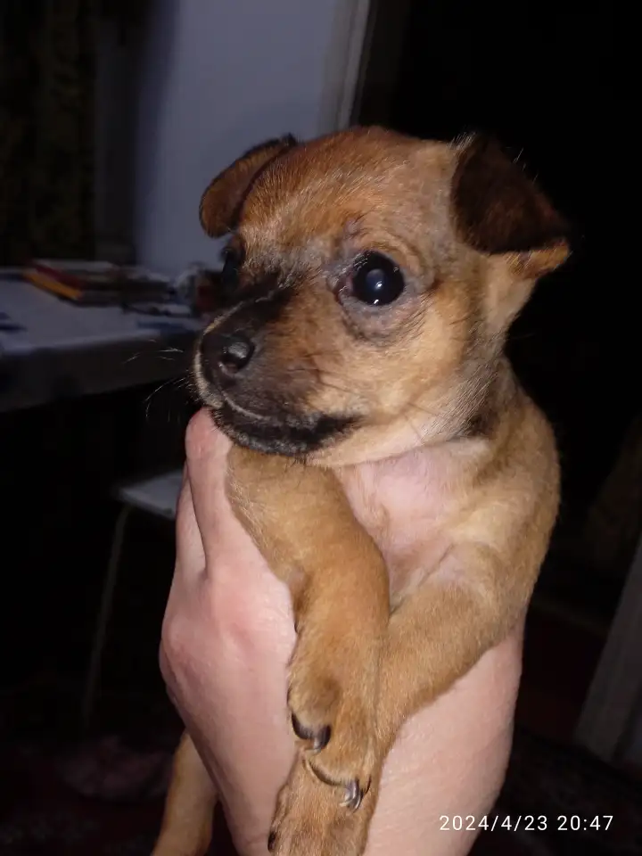 Продается щенок той терьера, фотография 4