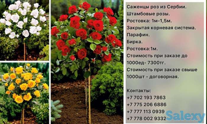 Саженцы штамбовые розы Сербия, фотография 3
