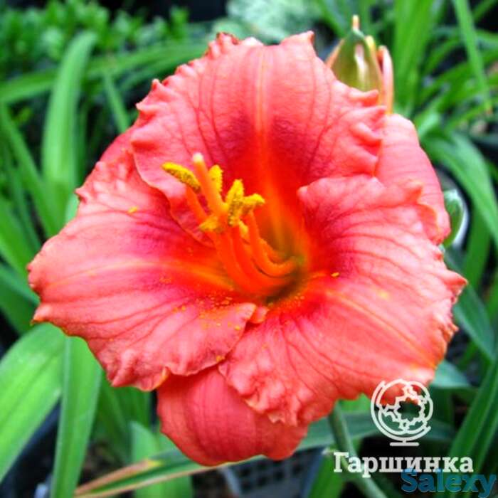 Лилейник Космополитан, фотография 1