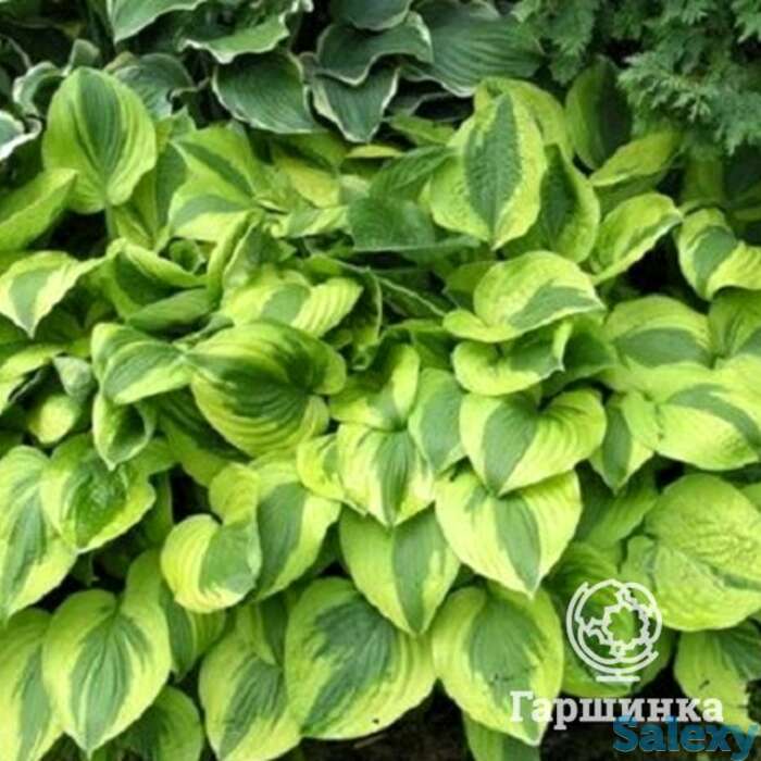 Хоста мун сплит (ml), фотография 1