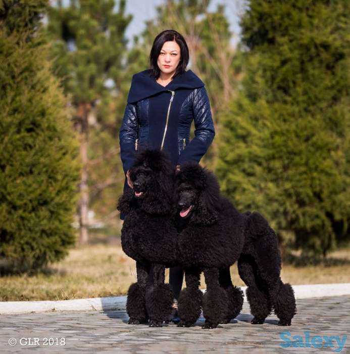 щенки королевского пуделя, фотография 6