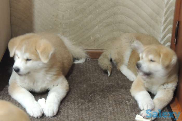 щенки акита ину, фотография 3